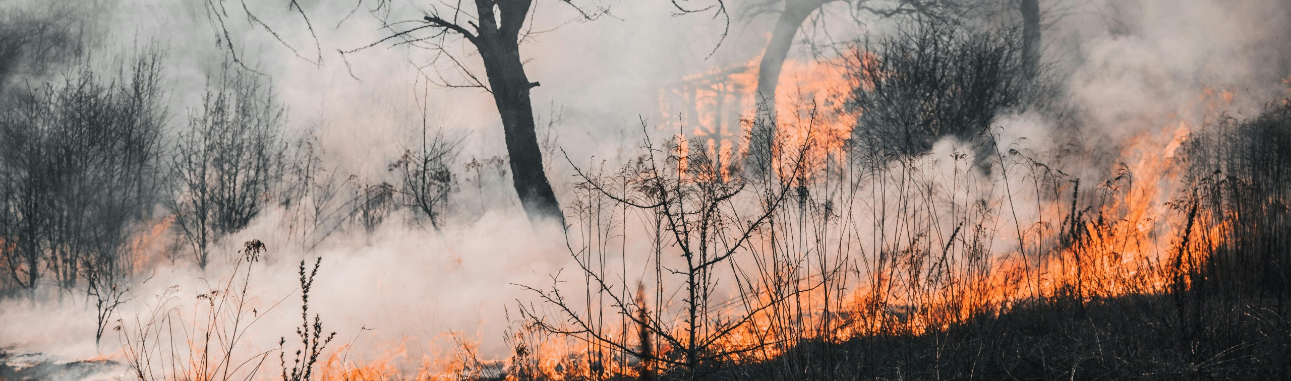 Image of a bushfire