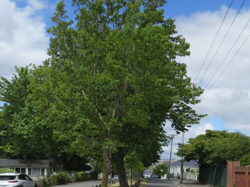 Centre street trees - East Launceston