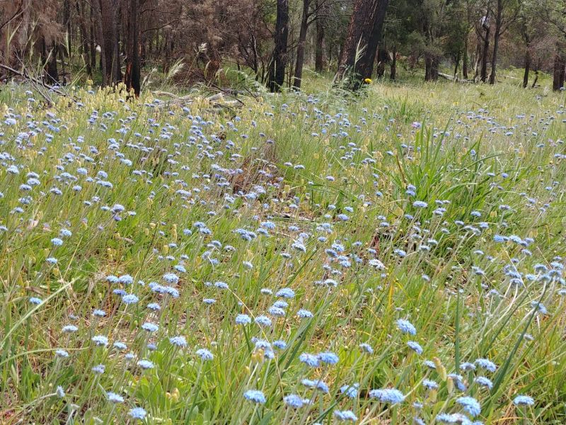 Brunonia australis - Carr Villa 