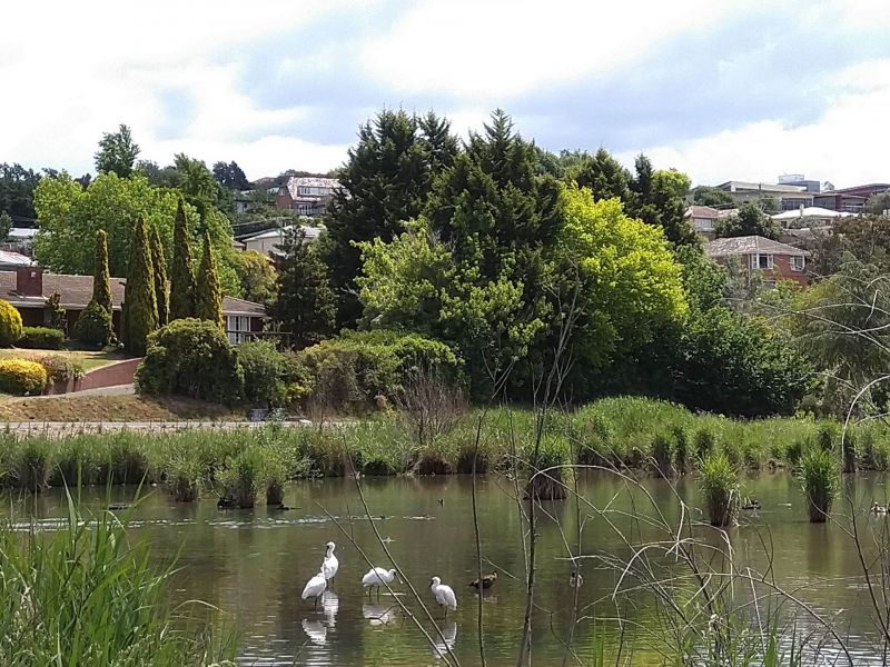 Spoonbills - Queechy Lake