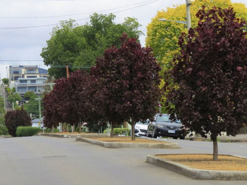 Centre street trees