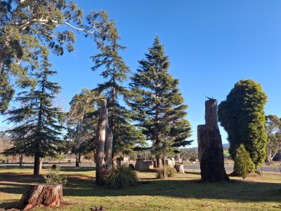 Picture of large trees at the Lilydale Falls Reserve