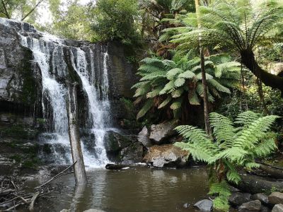 Picture of the Lilydale Falls